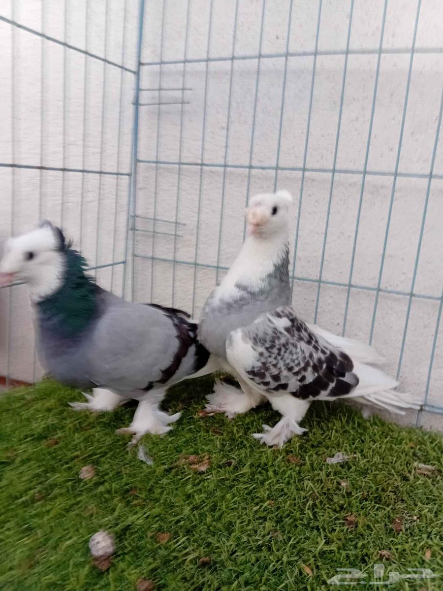 Complex Turkish double-crested comb pair64388454461314114