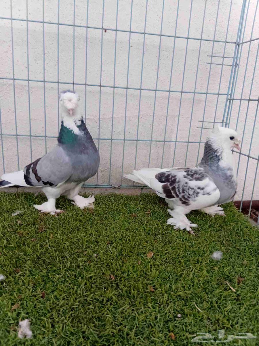 Complex Turkish double-crested comb pair64388454461314112