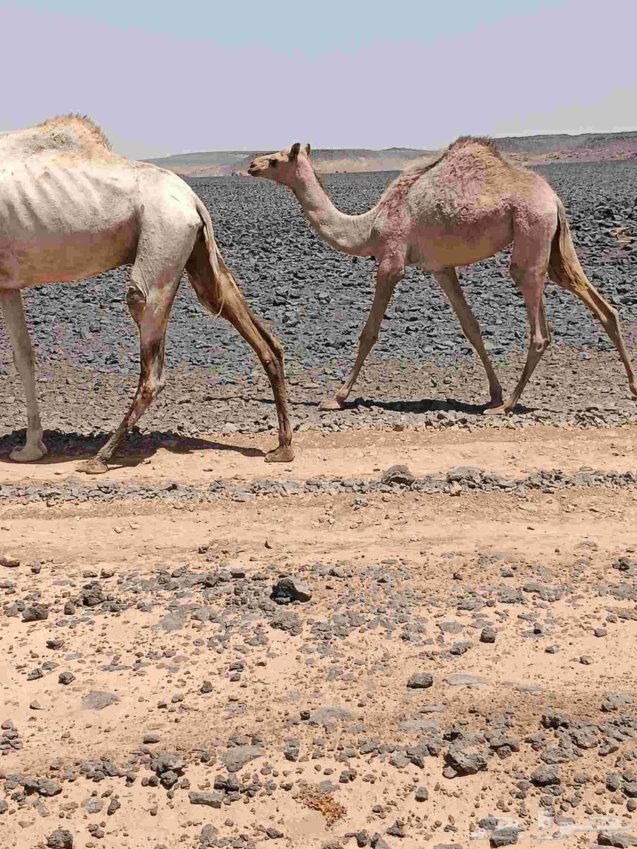 للبيع بكره سلاله64390939610115110