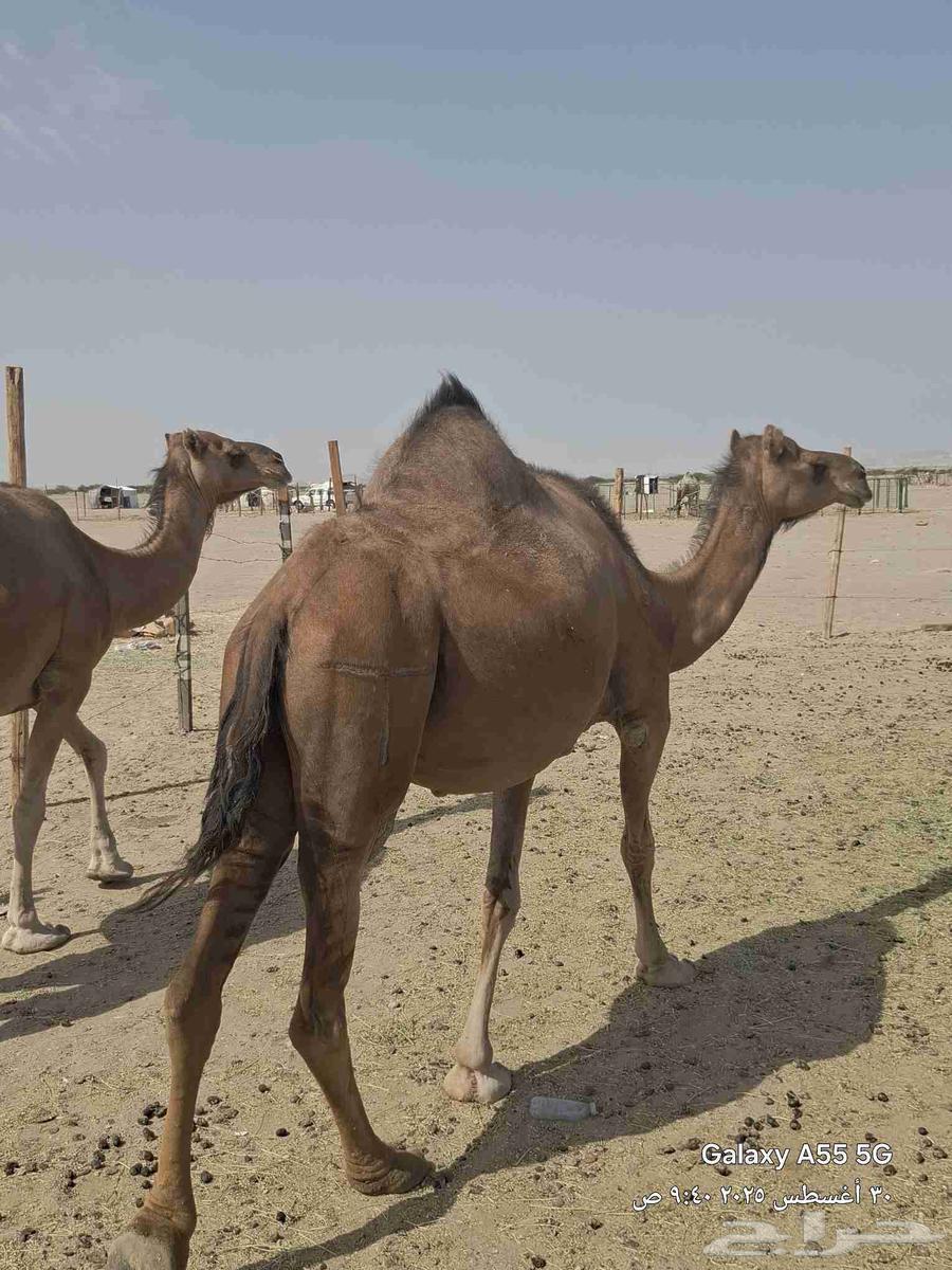 نياق لقح وفيها خلفه عشرا حمر زينات بالحيل وكفو64381575669249112