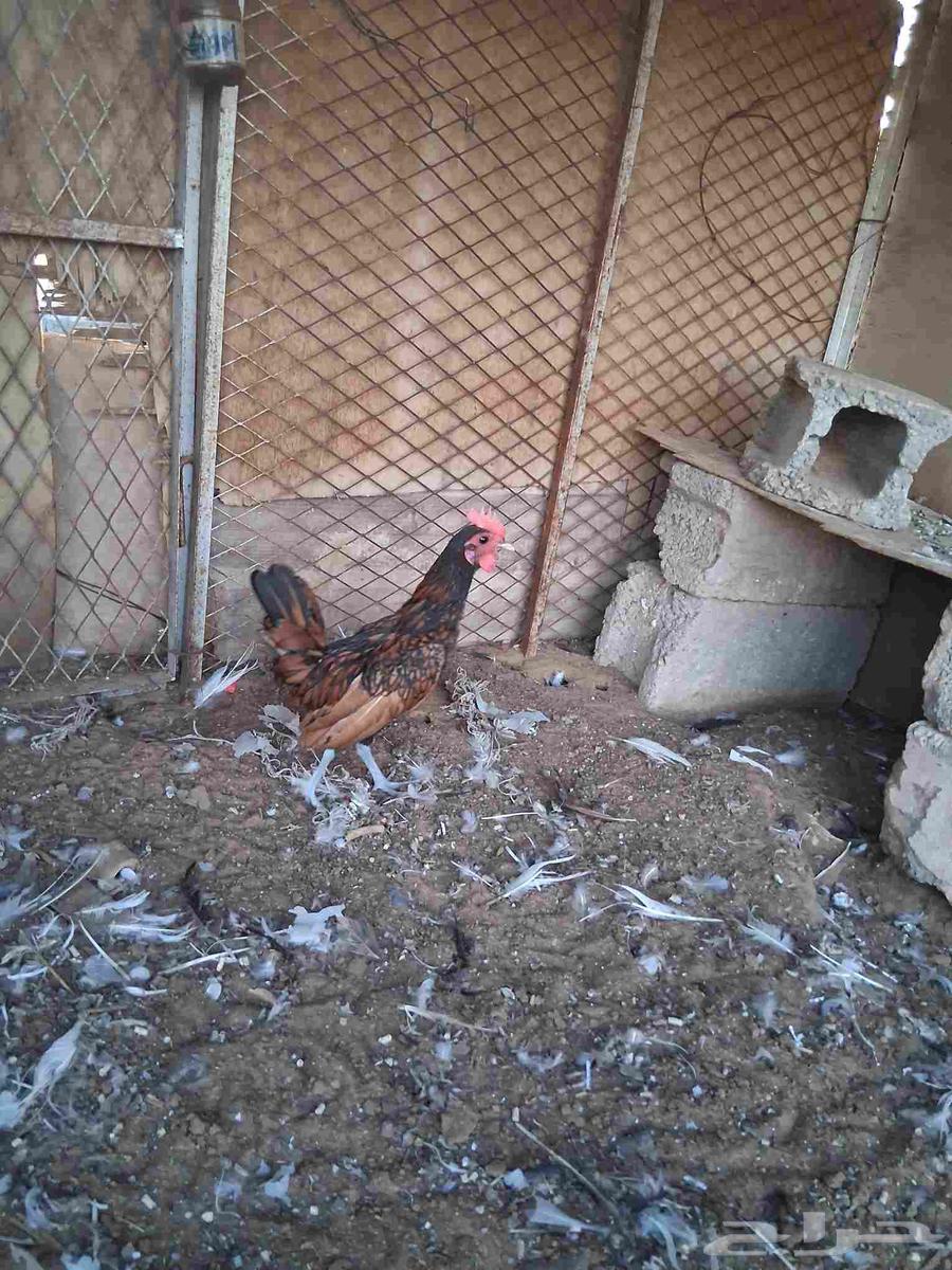 ديك سبرايت شبابي عرف واحد العمر اربع شهور 20 يوم64381425184129111