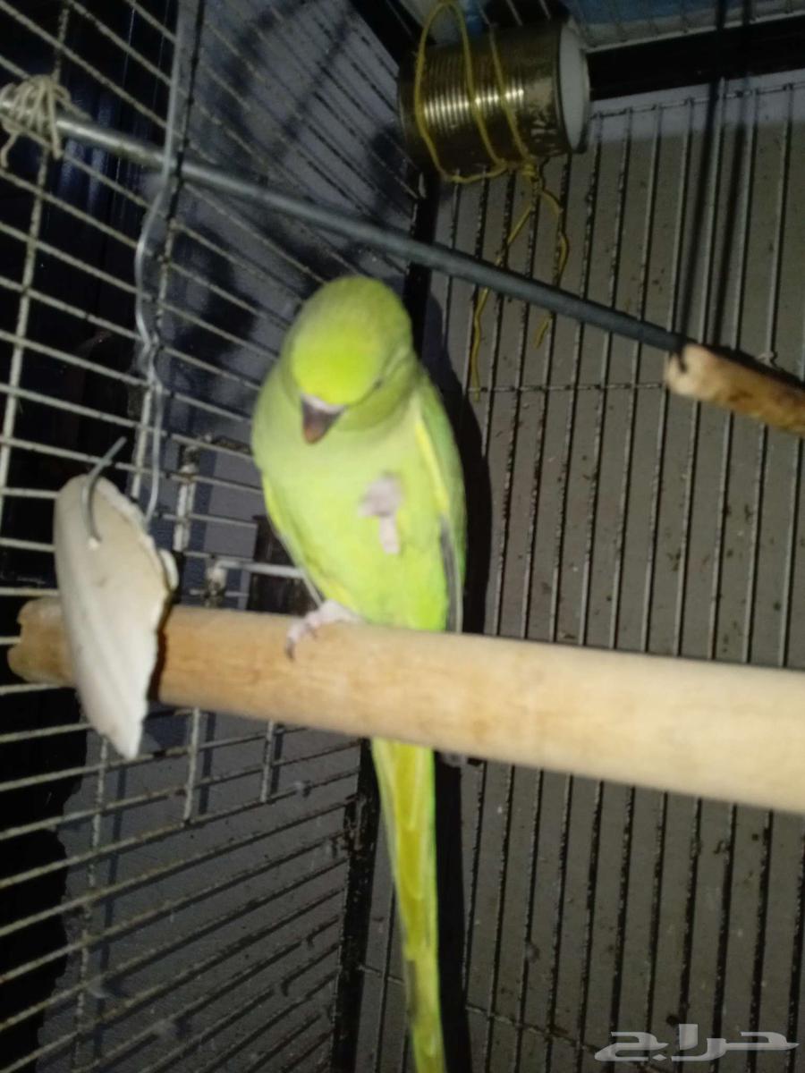 ببغاء درة أنثى للبيع أنتاج سبب البيع عدم تفروغ64377211752705113