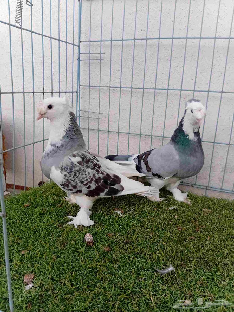 Complex Turkish double-crested comb pair64388454461314110