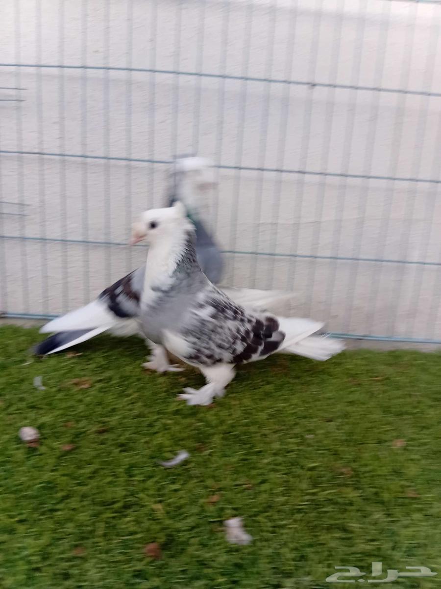 Complex Turkish double-crested comb pair64388454461314113