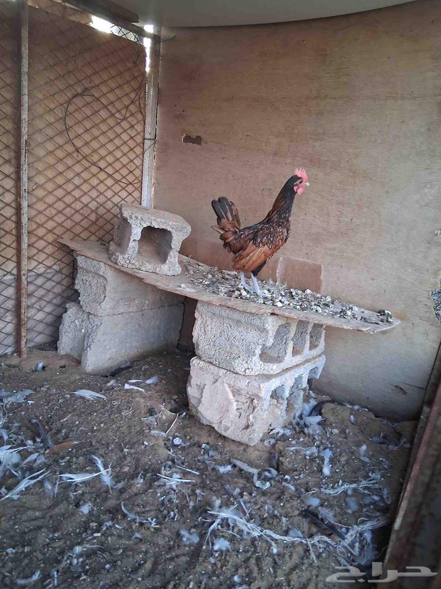 ديك سبرايت شبابي عرف واحد العمر اربع شهور 20 يوم64381425184129112