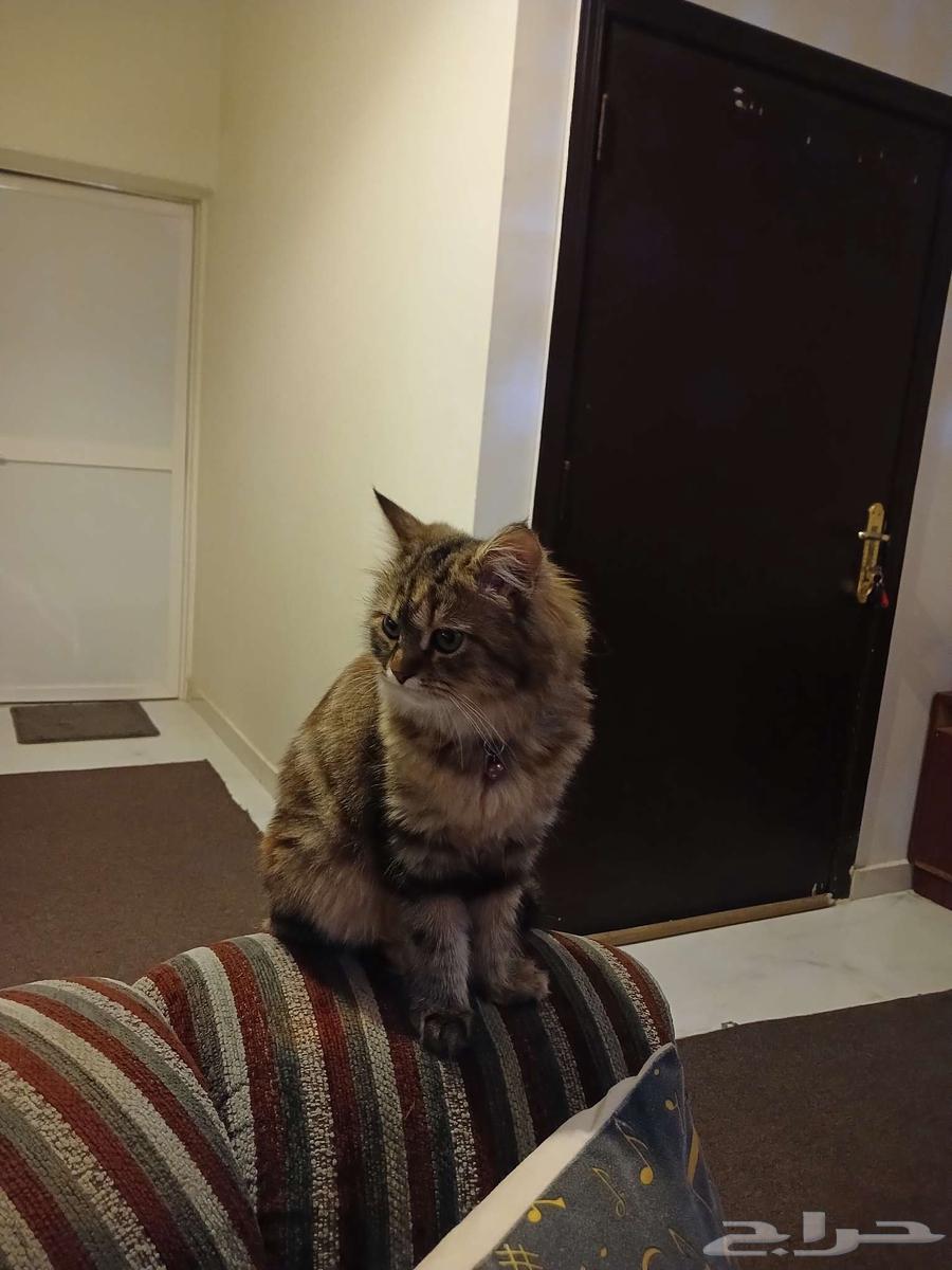 قطه للبيع من نوع شيرازي سكوتش فولد عمرها سنتين64390040666498112