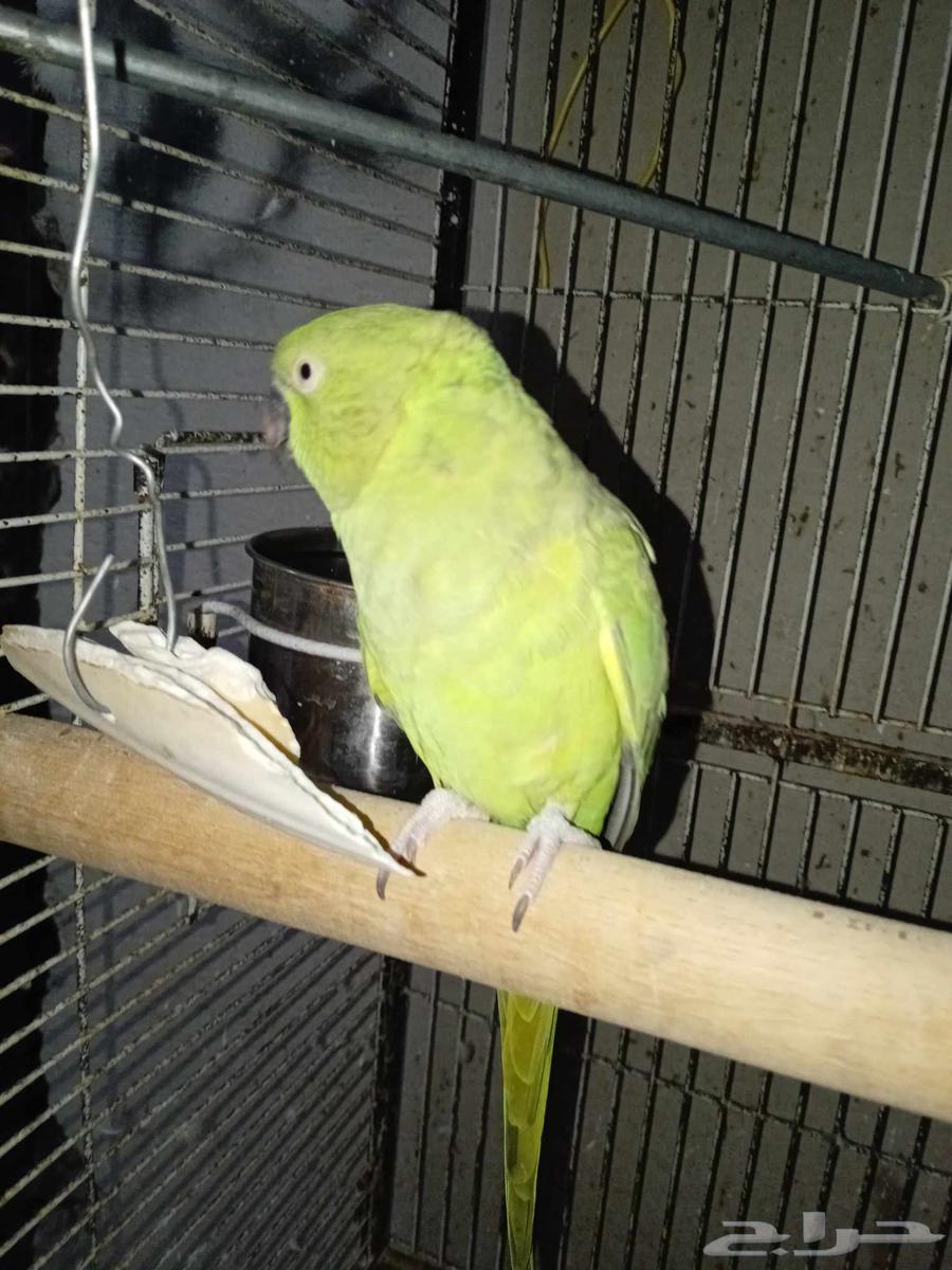 ببغاء درة أنثى للبيع أنتاج سبب البيع عدم تفروغ64377211752705110