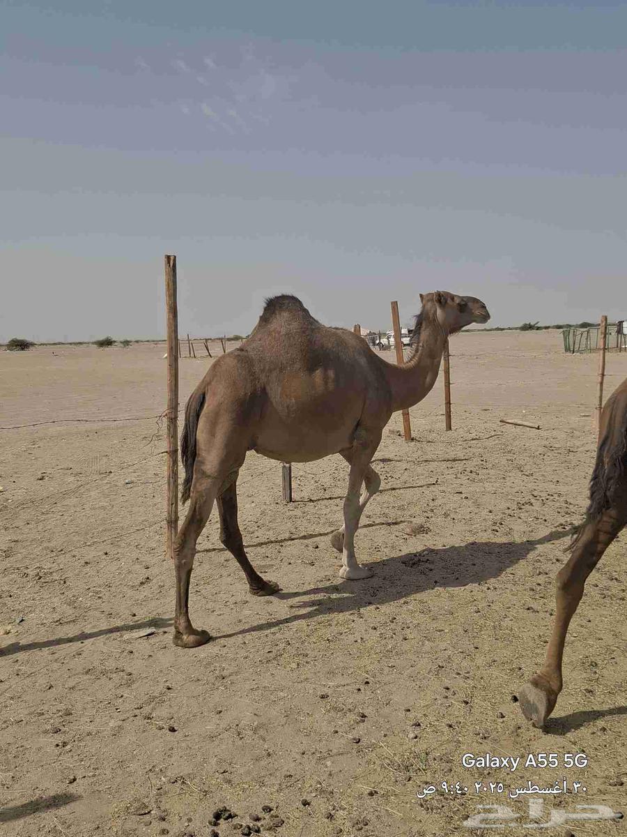 نياق لقح وفيها خلفه عشرا حمر زينات بالحيل وكفو64381575669249110