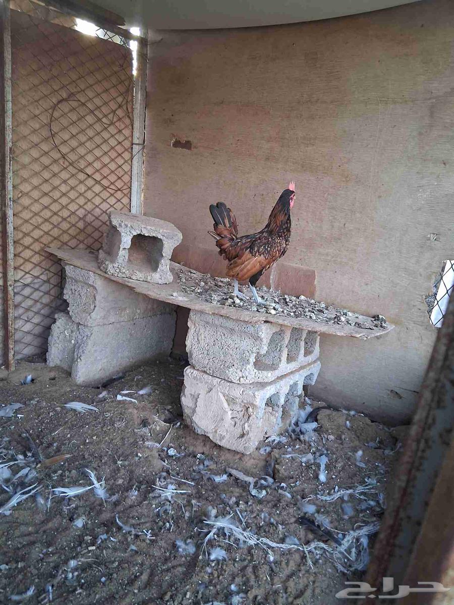 ديك سبرايت شبابي عرف واحد العمر اربع شهور 20 يوم64381425184129113