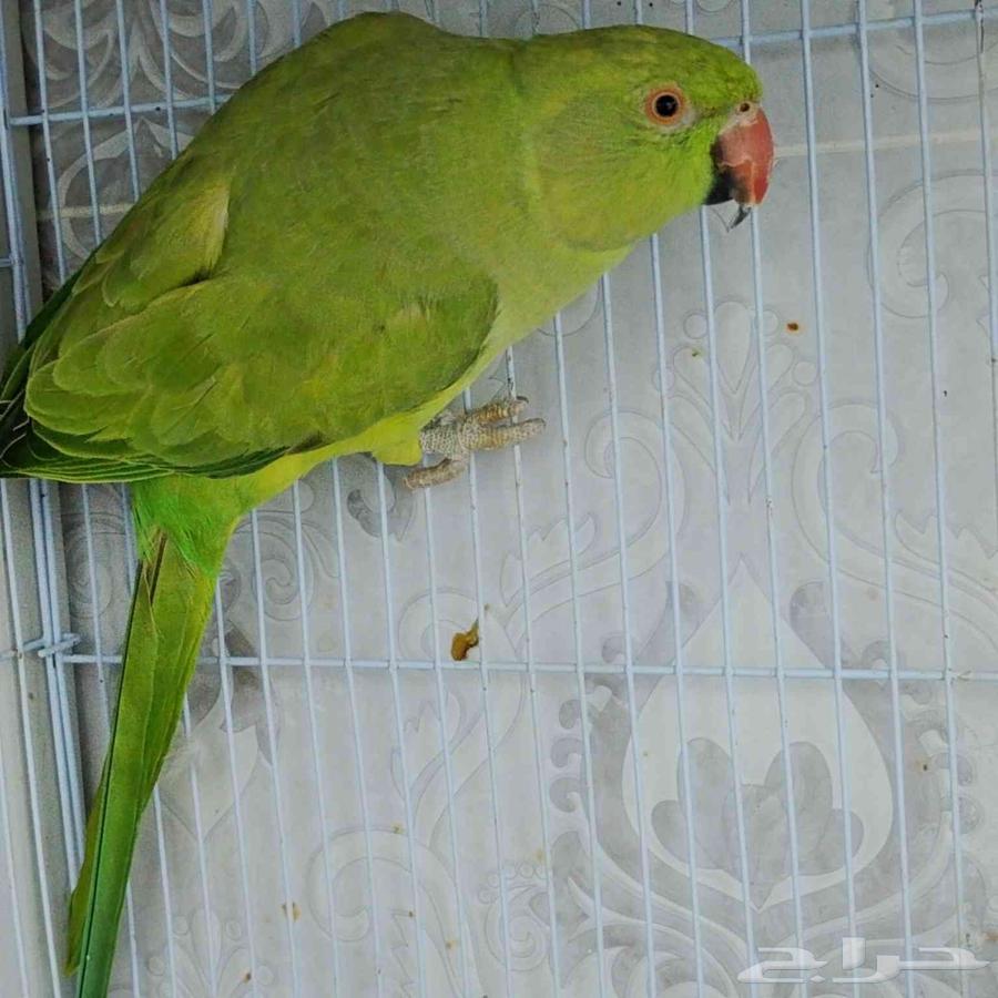 دره انثى للبيع64379399277955110