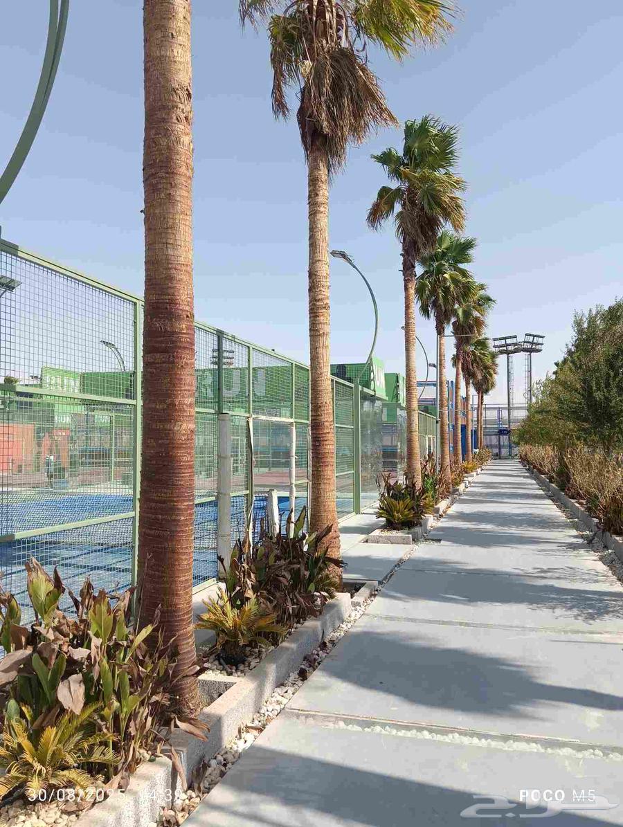 نخل وشنطني 27حبه اطول 8 او10متر نخل مشاء الله لتوصل64384286425985111