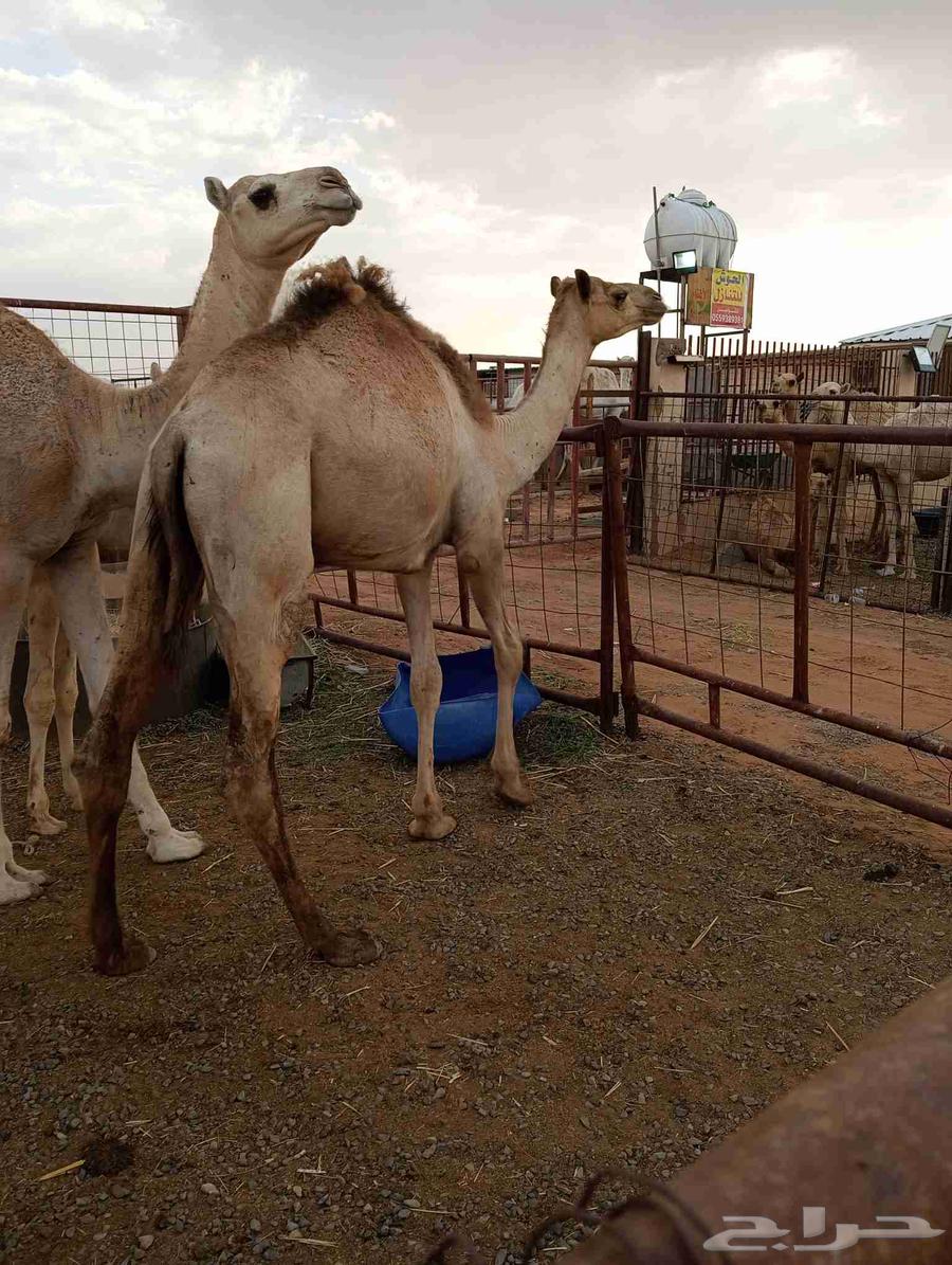 للبيع قعود طيبه64386501295875111