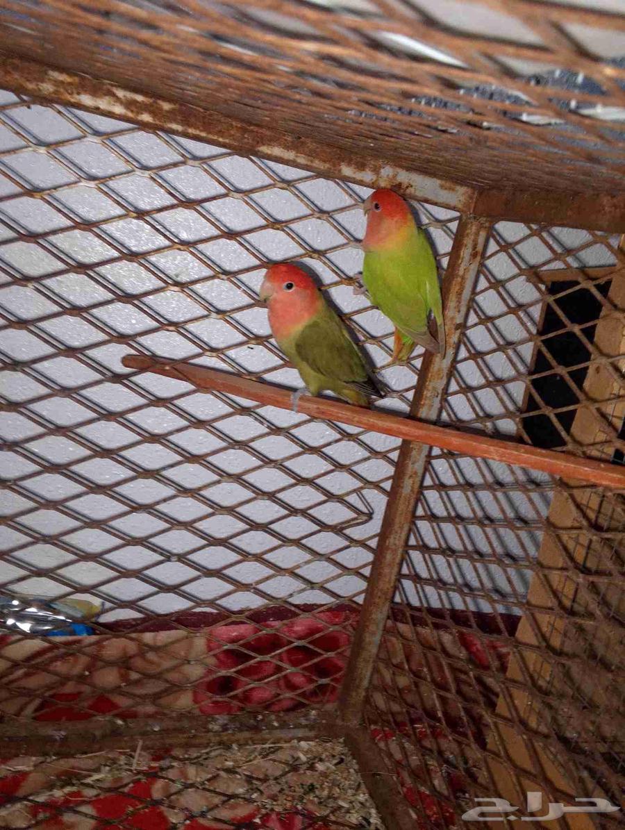 للبيع طيور زيبرا و روز64391892890114111