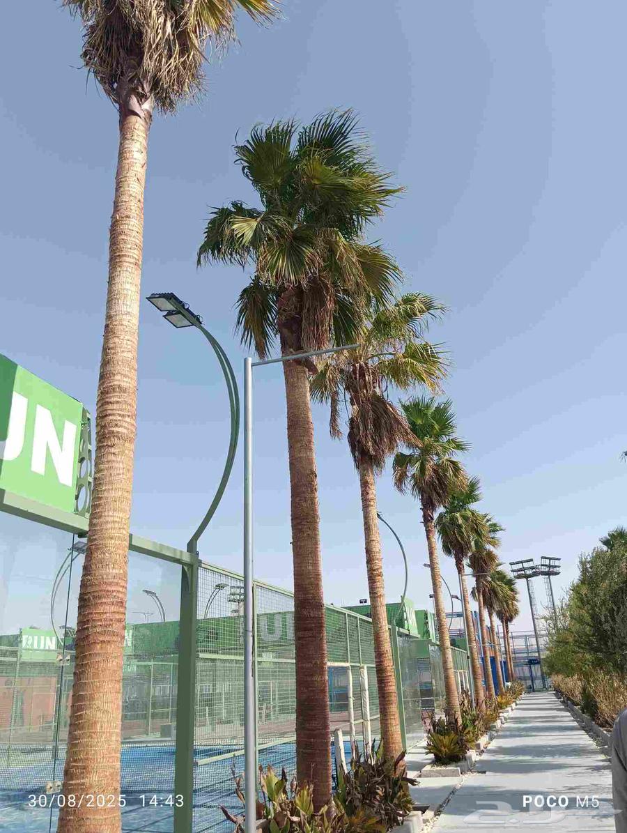 نخل وشنطني 27حبه اطول 8 او10متر نخل مشاء الله لتوصل64384286425985112