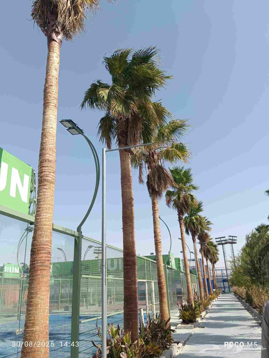 نخل وشنطني 27حبه اطول 8 او10متر نخل مشاء الله لتوصل64384286425985110