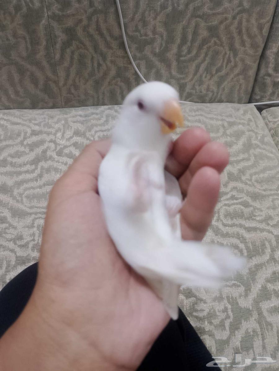 تم البيع فرخين روز64390430078339113