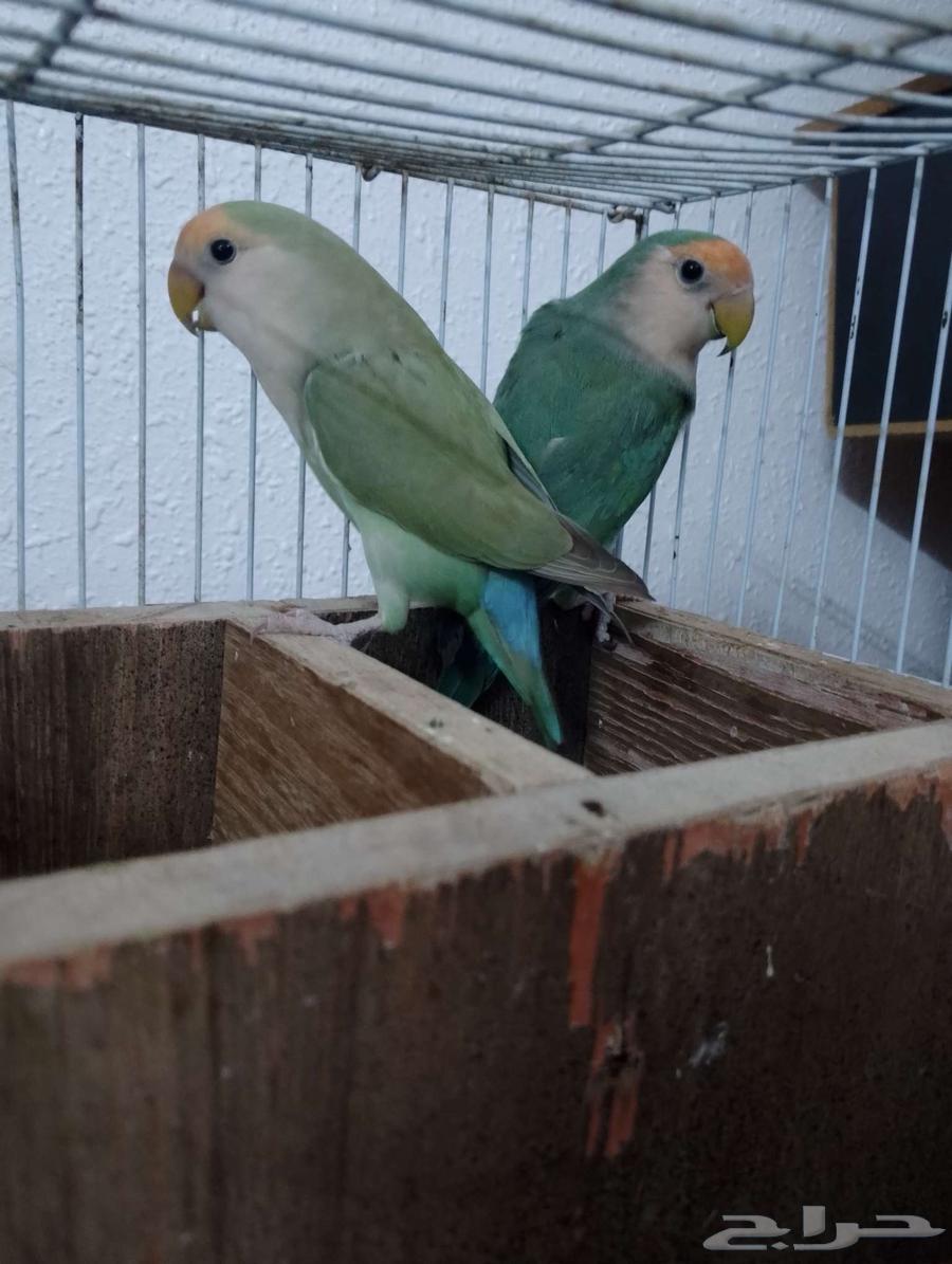 للبيع طيور زيبرا و روز64391892890114110