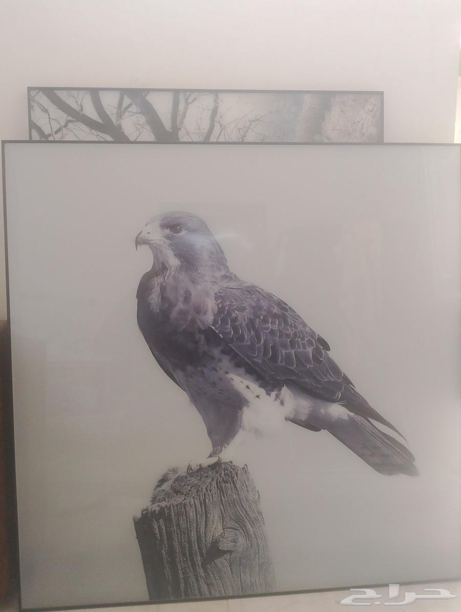 2 برواز للبيع ع السوم توصيل مجاني جميع أنحاء الرياض و الخرج64383386587649110