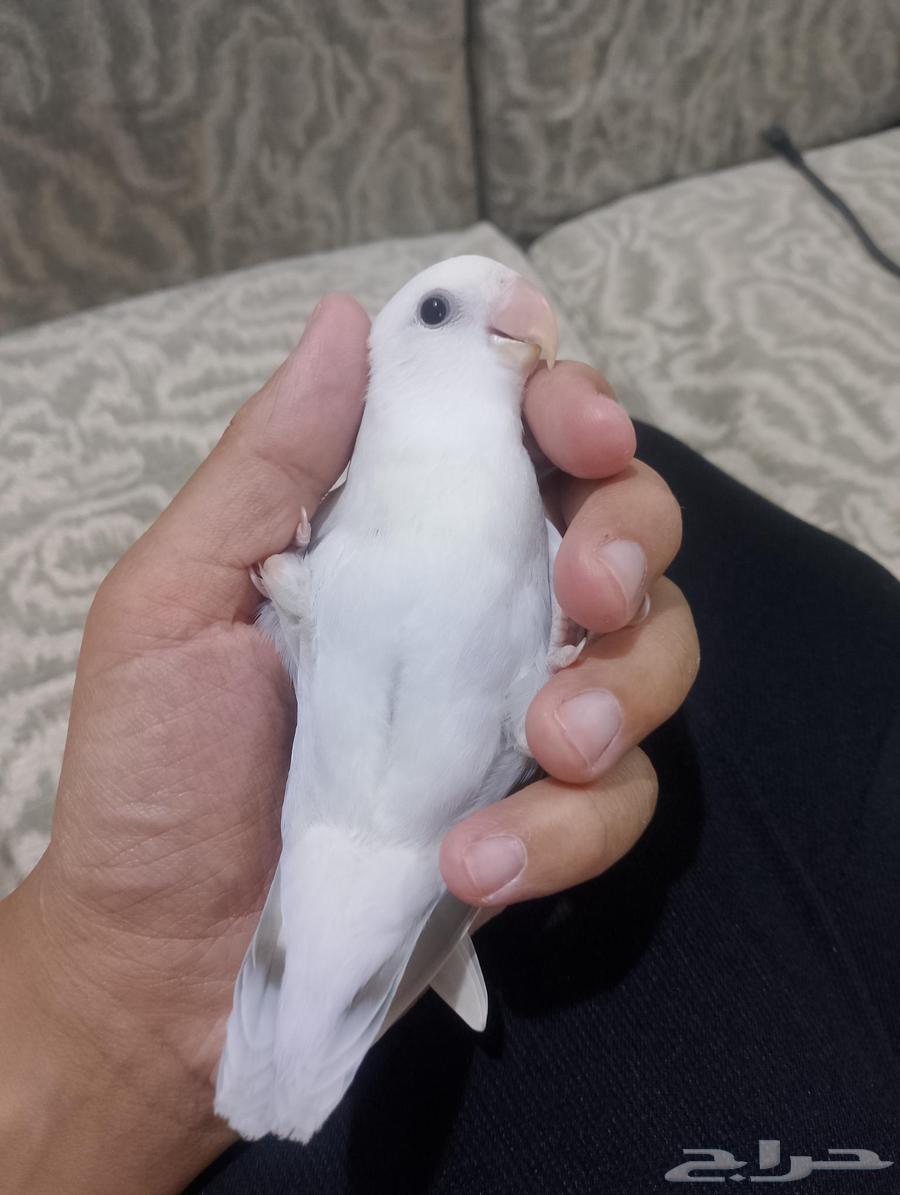 تم البيع فرخين روز64390430078339114