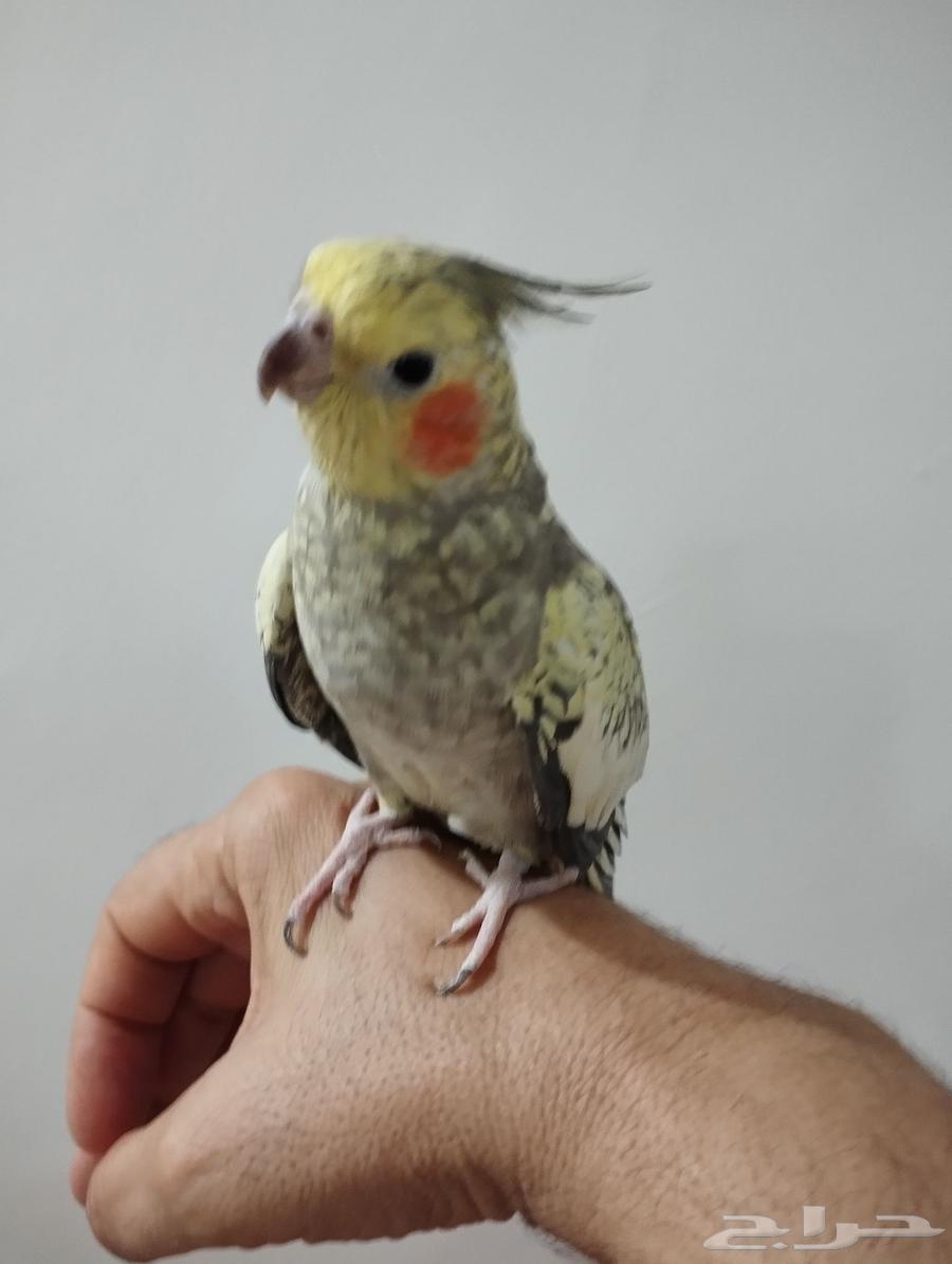 انني كروان اليفه64391811521921110