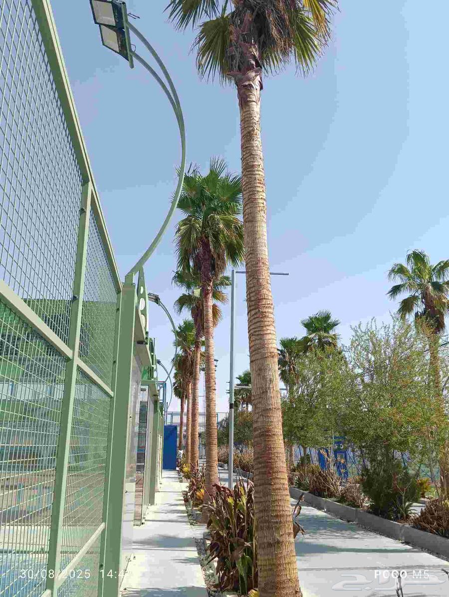 نخل وشنطني 27حبه اطول 8 او10متر نخل مشاء الله لتوصل64384286425985113