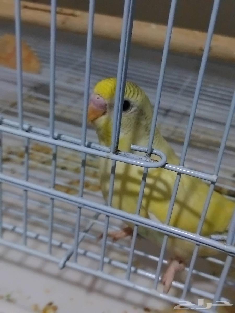 فروخ بادجي الوان مميزة للبيع64388647087617113