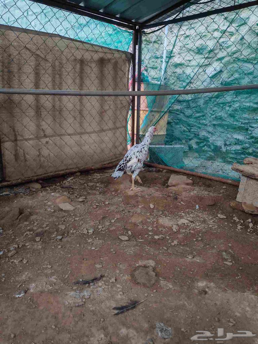 دجاج باكستاني سندي للبيع64387606559233111