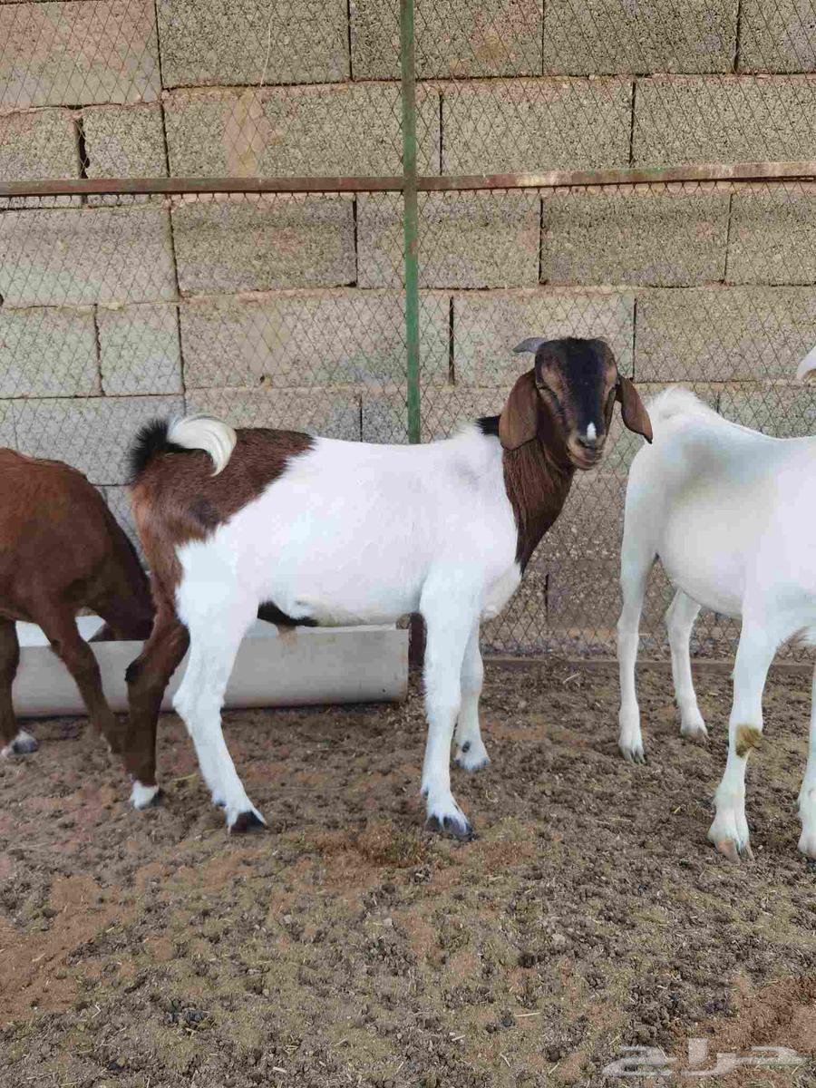 Goats64380737428097111