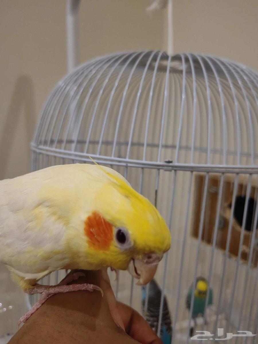 كروان اليف هدد64377535460737112