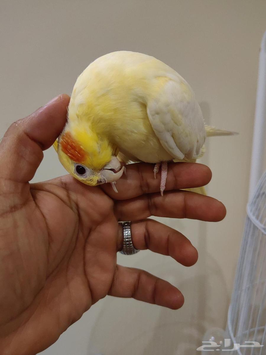 كروان اليف هدد64377535460737111