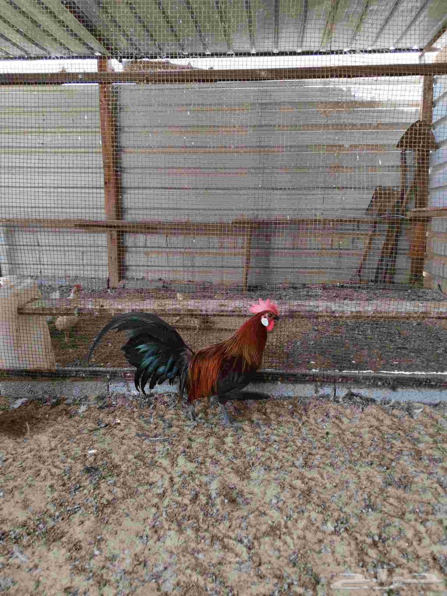 ديك فونكس64383525633155111