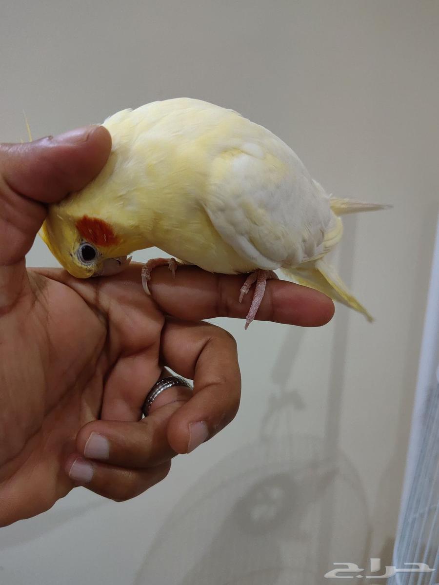 كروان اليف هدد64377535460737110