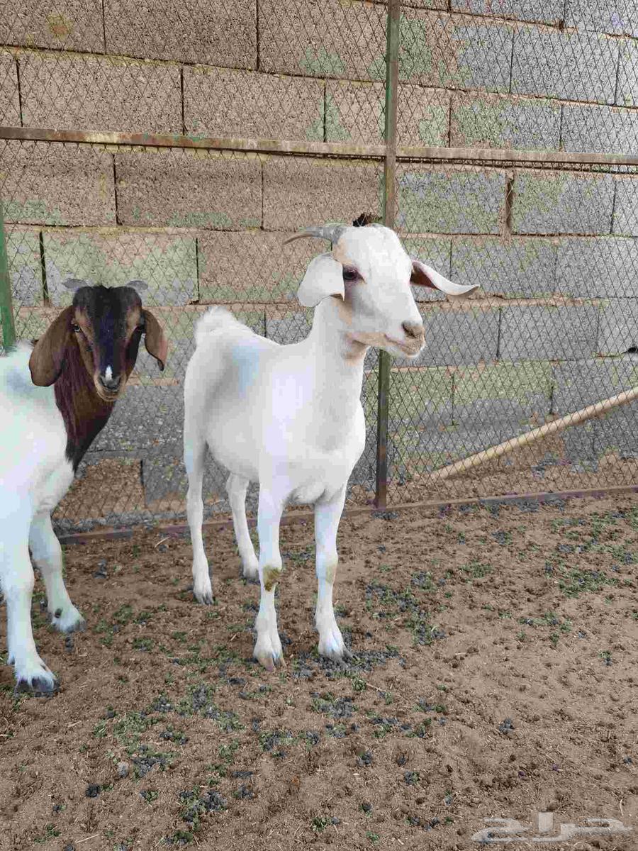 Goats64380737428097110