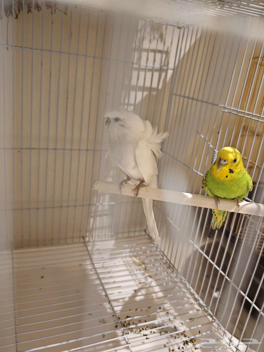 للبيع طيور البادجي64389225036803110