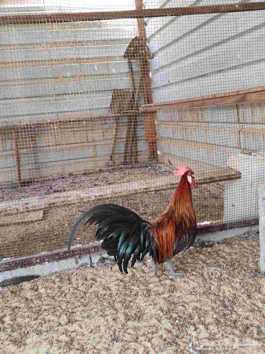 ديك فونكس64383525633155110