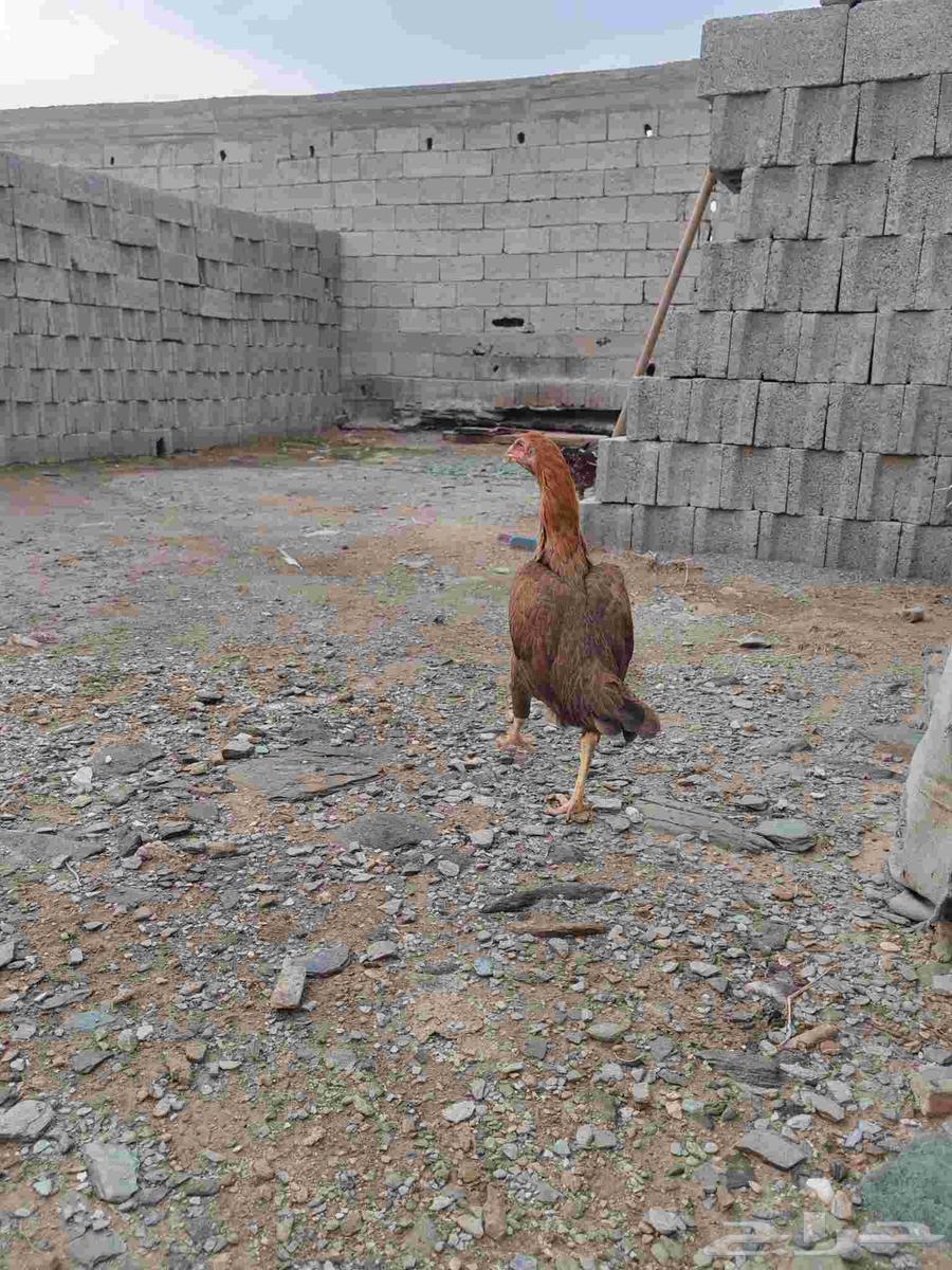 دجاج باكستاني سندي للبيع64387606559233113