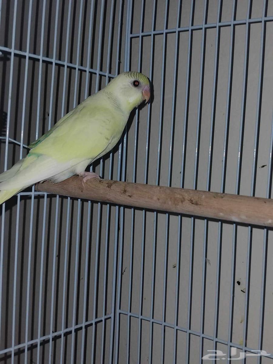 فروخ بادجي الوان مميزة للبيع64388647087617110