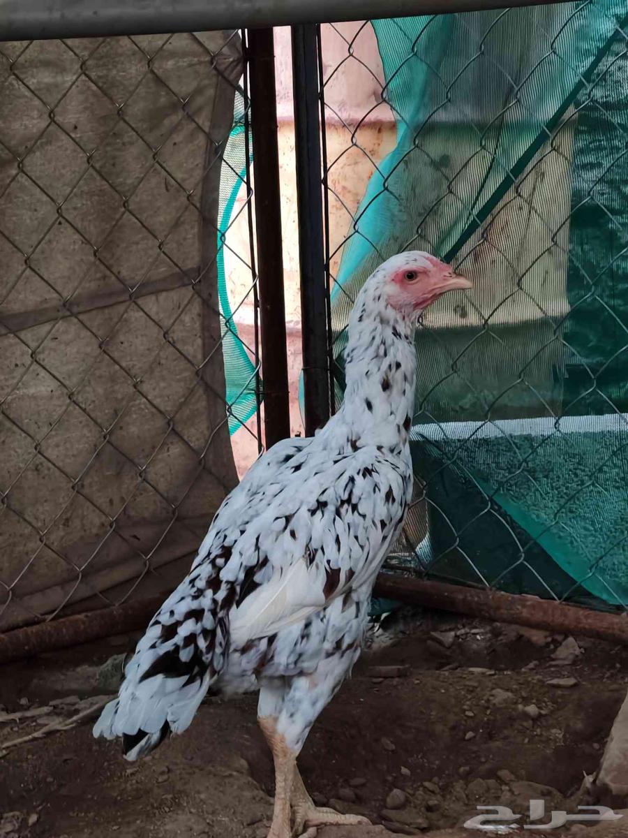 دجاج باكستاني سندي للبيع64387606559233110