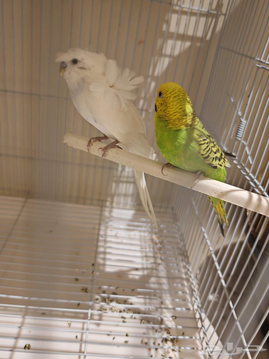 للبيع طيور البادجي64389225036803111