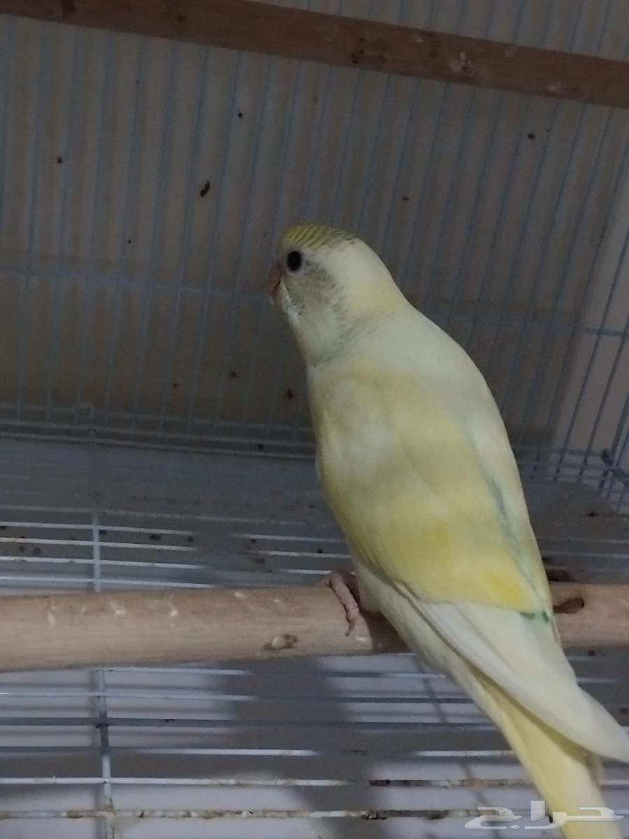 فروخ بادجي الوان مميزة للبيع64388647087617111