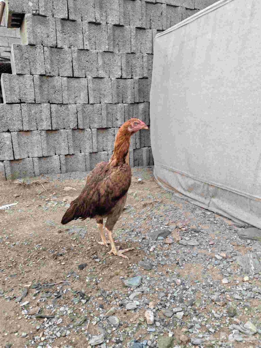 دجاج باكستاني سندي للبيع64387606559233112