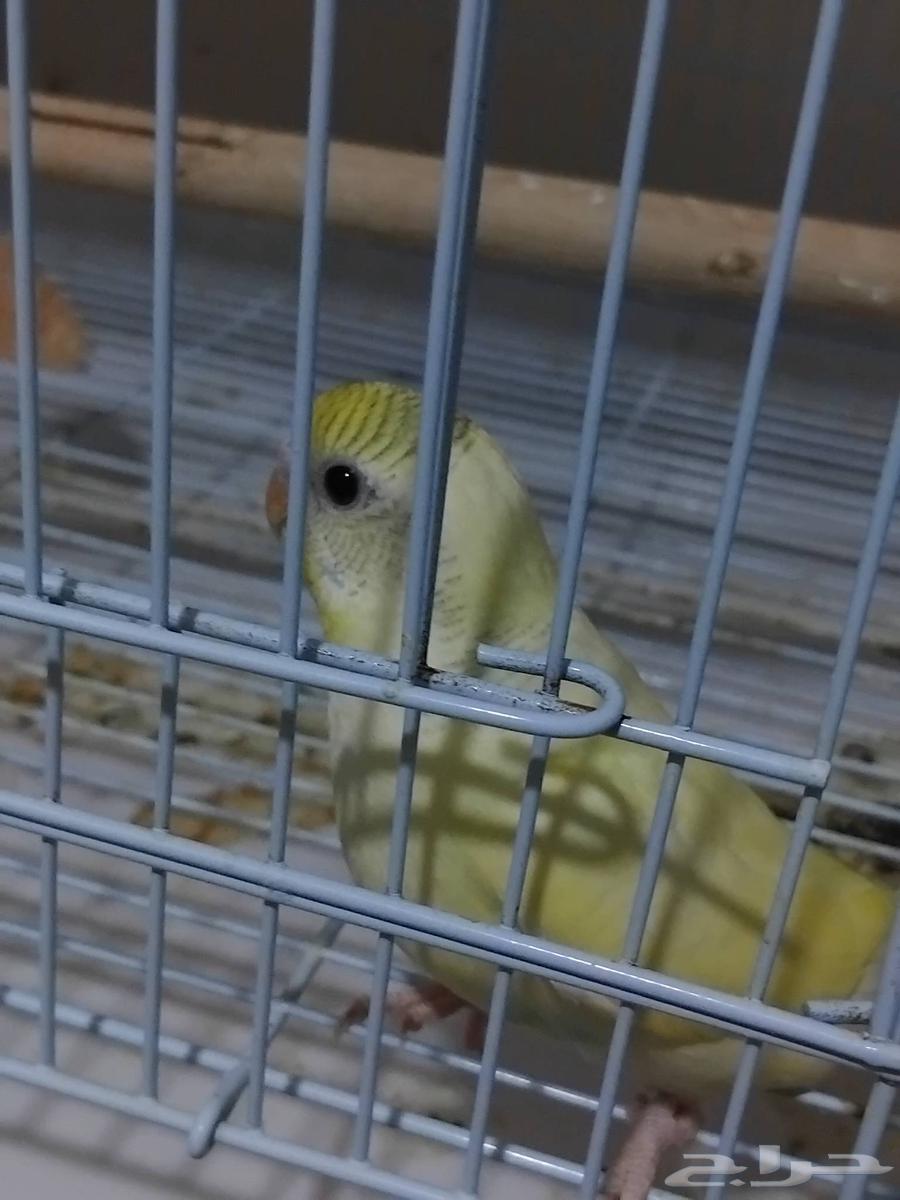 فروخ بادجي الوان مميزة للبيع64388647087617112