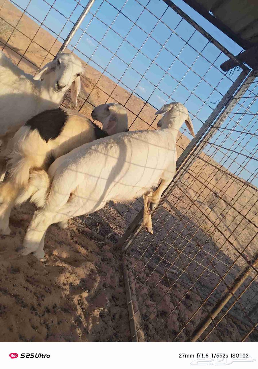 حري للبيع مغلق شحم فل عمره 3اشهور وزود64390110375299111