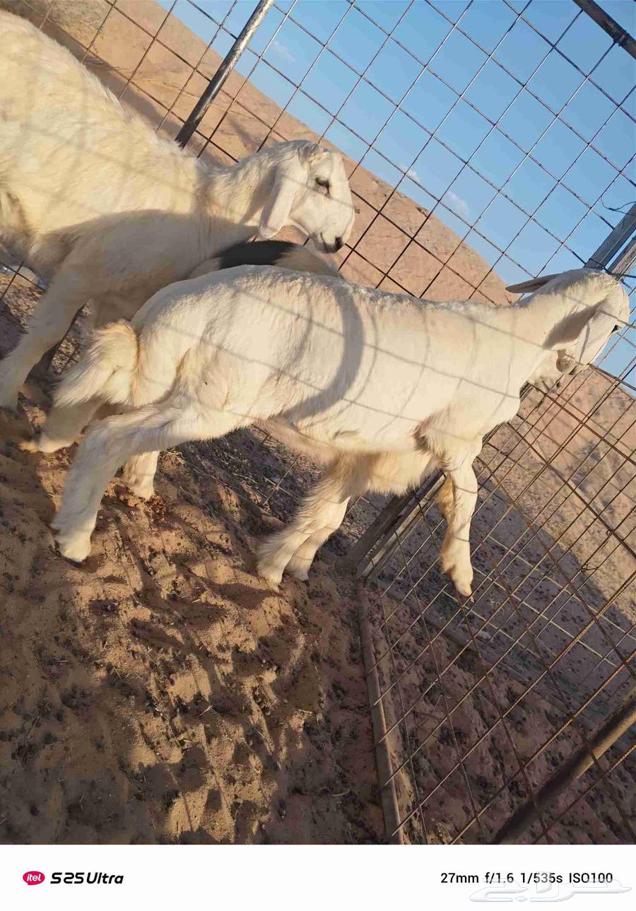 حري للبيع مغلق شحم فل عمره 3اشهور وزود64390110375299110