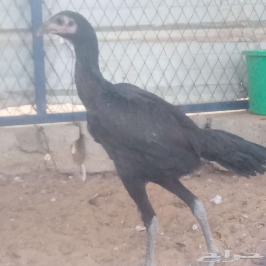 دجاجه باكستانيه سندي64385551072898113