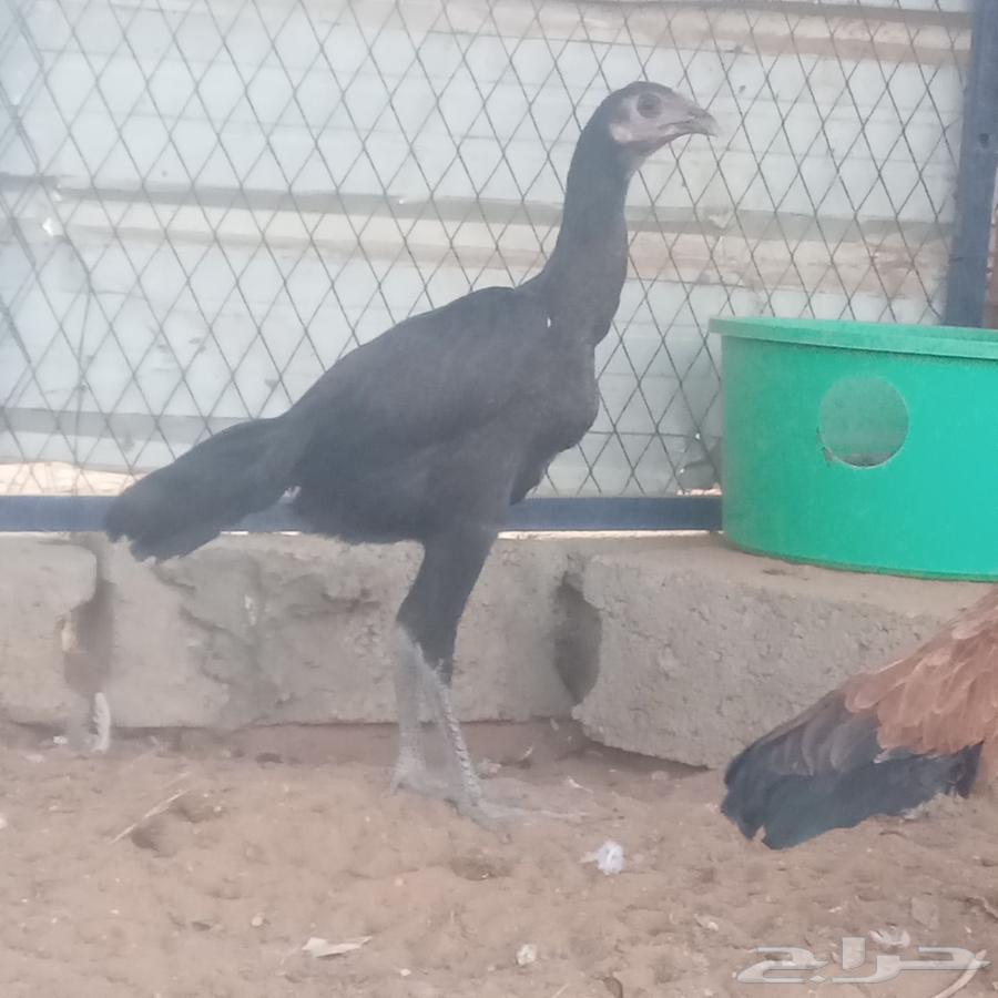 دجاجه باكستانيه سندي64385551072898112