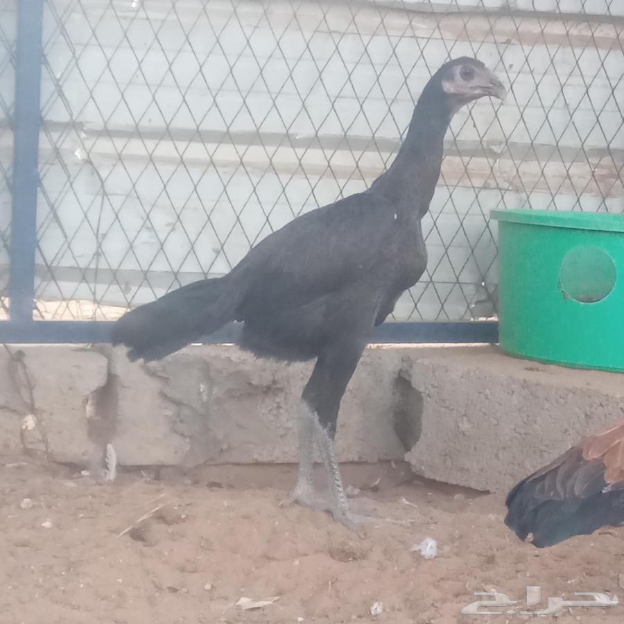 دجاجه باكستانيه سندي64385551072898111