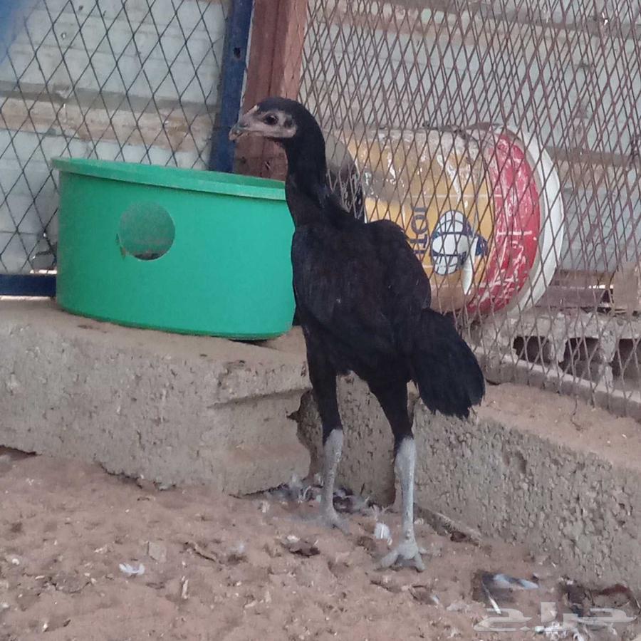 دجاجه باكستانيه سندي64385551072898114