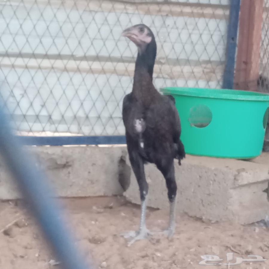 دجاجه باكستانيه سندي64385551072898110