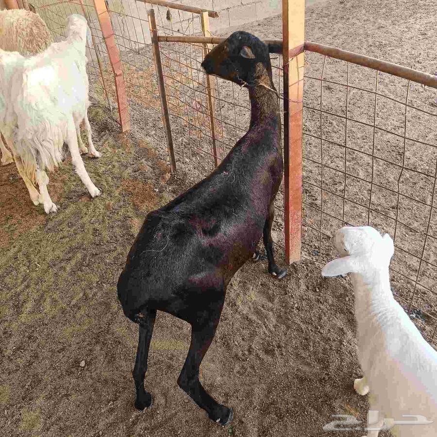 بربريه للبيع64379822225667113